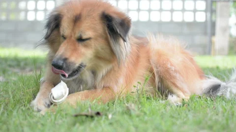 Dog eat bone on meadow.  bone made from dried cow leather Video stock 202086318