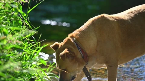 Dog eat grass Stock Footage 312451997