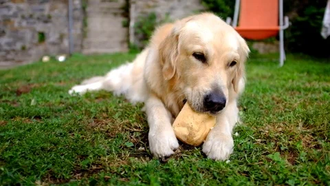Dog eat a piece of bread Stock Footage 78767709