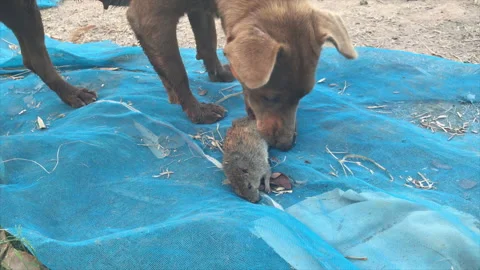 The dog eata a rat, rare meat Stock Footage 157550698