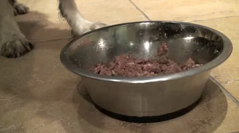 Dog Eating 1 Video stock 10610427
