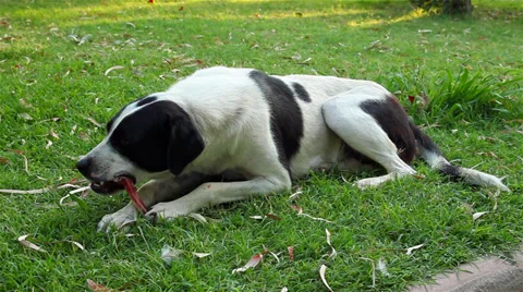 Dog Eating Bone Vídeo Stock 33667280