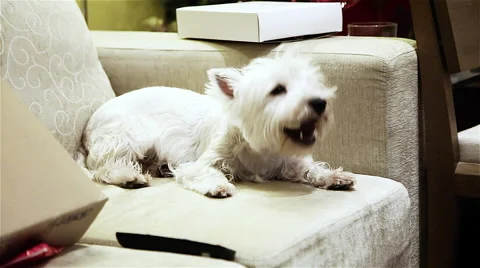 Dog eating Bone Stock Footage 49333524