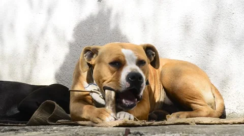 Dog eating bone Stock Footage 60771280