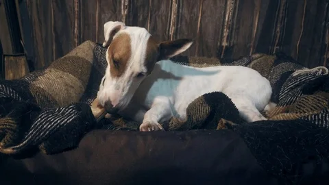 Dog eating a bone Stock Footage 84111356