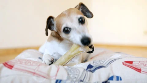 Dog eating bone Vídeo Stock 119341092
