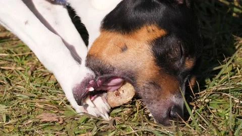 Dog eating a bone Stockbeeldmateriaal 169043467