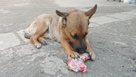 Dog eating bone with great appetite and enthusiasm 스톡 동영상 340196264