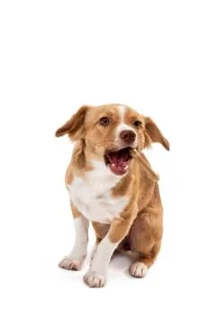 Dog eating bone 스톡 사진