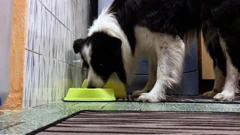 Dog eating from the bowl Stock Footage 109134875