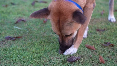 Dog eating catfish corpse Stock Video Pond5