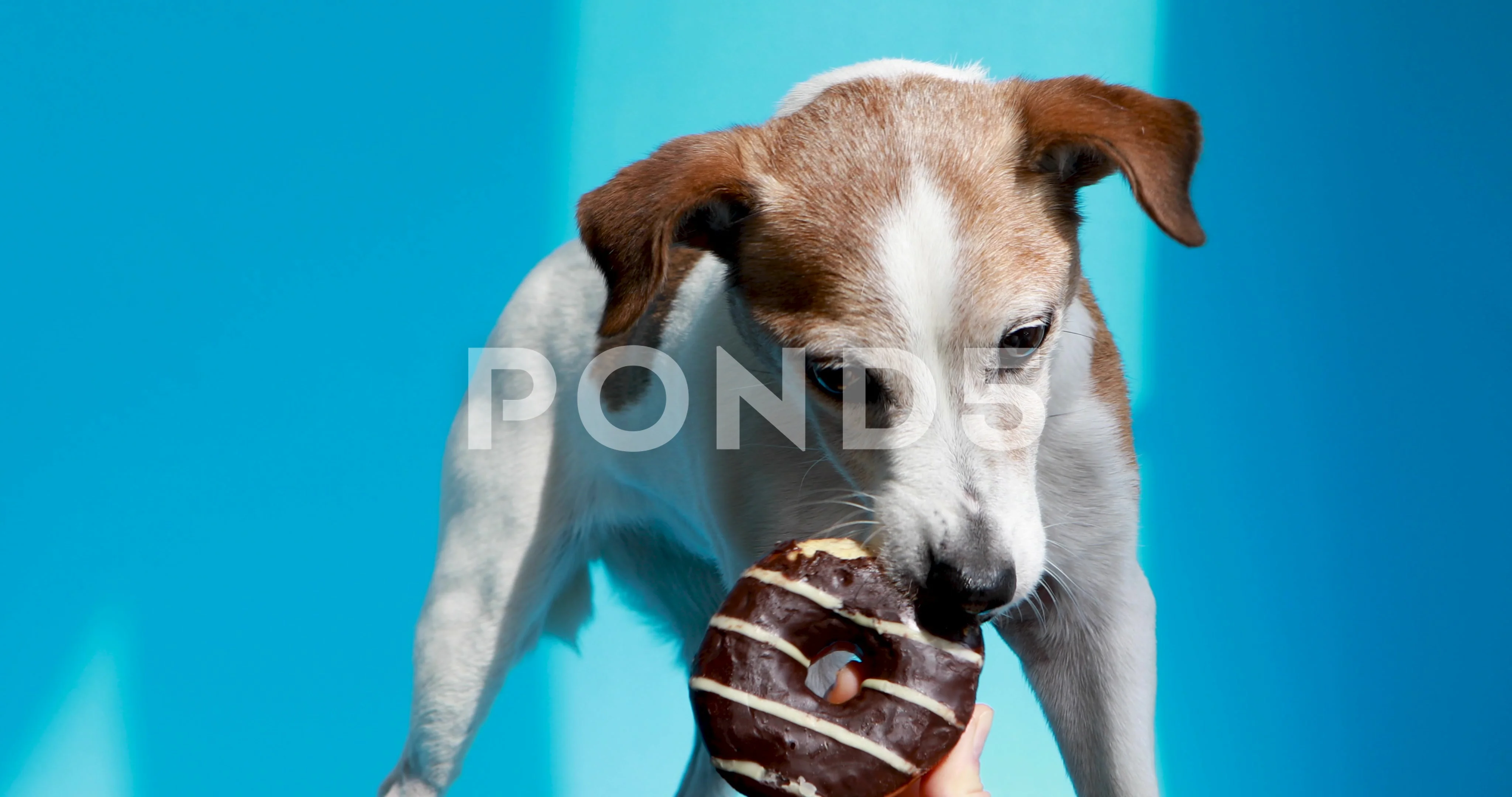What Happens If Your Dog Eats Chocolate Ice Cream