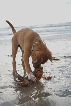 Dog eating Coconut Shell 写真素材