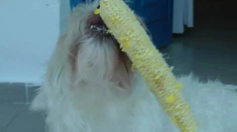 Dog eating corn on the cob at summer bbq Stockbeeldmateriaal 52547799