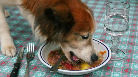 Dog eating into a dish on a table: stealing food in slow motion Vídeos de archivo 40289916