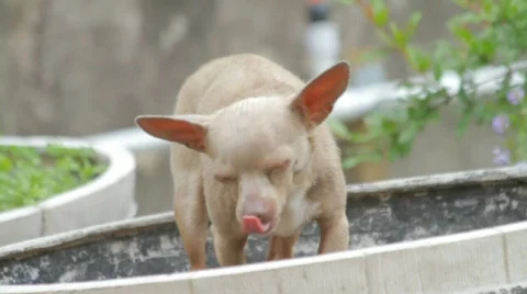 Dog eating Stock Footage 729441