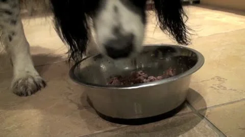 Dog Eating Video stock 10610428