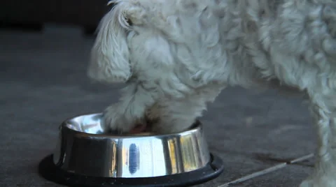 Dog eating Video stock 34249546