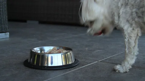 Dog eating Video stock 34249616