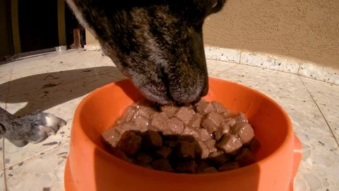 Dog eating Vídeos de archivo 81582770