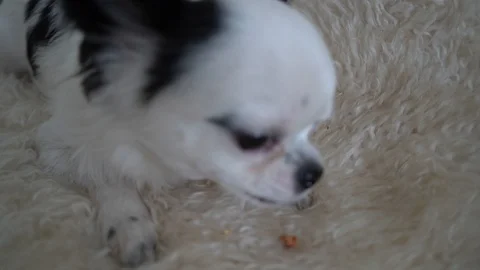 Dog eating Stock Footage 115122448