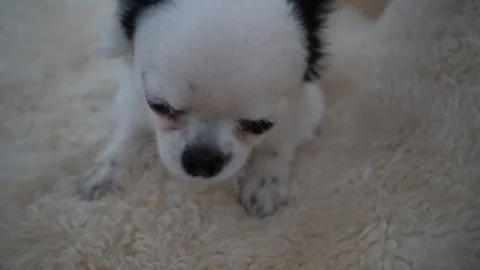 Dog eating Stockbeeldmateriaal 115122469