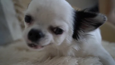 Dog eating Stockbeeldmateriaal 115122536