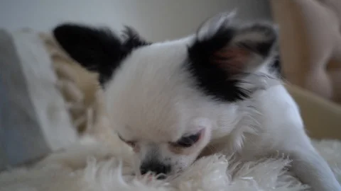 Dog eating Stockbeeldmateriaal 115122570