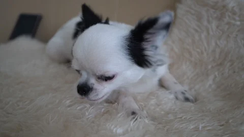 Dog eating Stock Footage 115122633