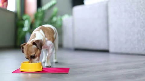 Dog eating front Vídeo Stock 45860665