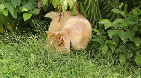 Dog eating grass 動画素材 8540673