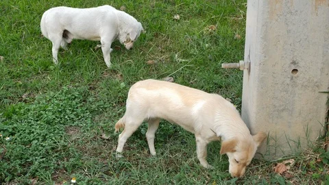 Dog eating grass Stock Footage 87544279