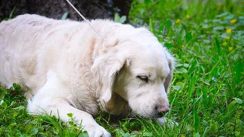 Dog eating grass Stock Footage 90426541