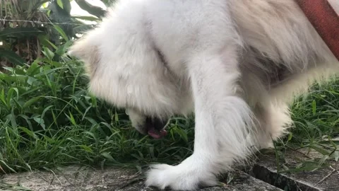 Dog eating grass Video stock 145928081