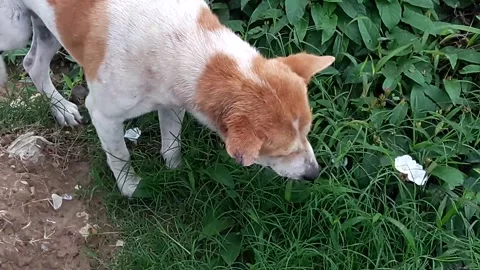 A dog eating grass Stock Footage 272332201