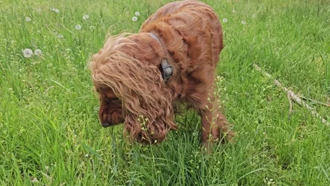 Dog Eating Grass in Park 스톡 동영상 317263155