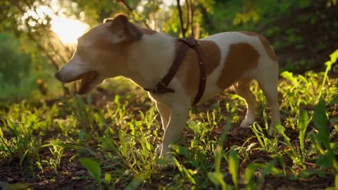 Dog eating grass2 Vídeo Stock 133191435
