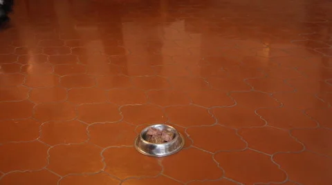 DOG EATING his food. Stock Footage 59766487