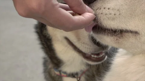 Dog eating by human hand Stock Footage 68020524