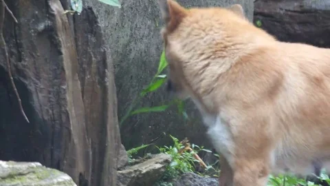 Dog is eating leaf Video stock 69296263