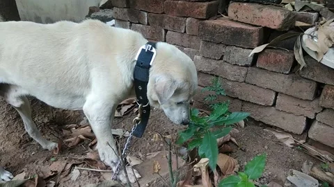Dog eating leaves Stock Footage 134369133