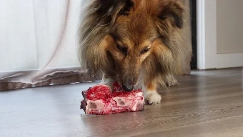 Dog eating natural raw bone. Shetland Sheepdog Video stock 145926528