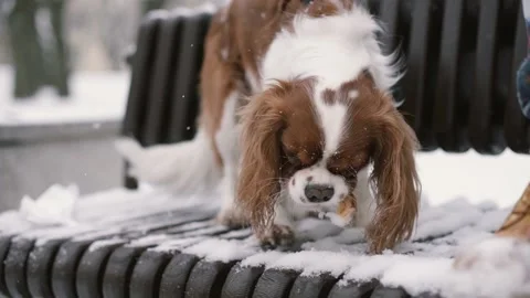 Dog eating pretzel Stock Footage 130208035