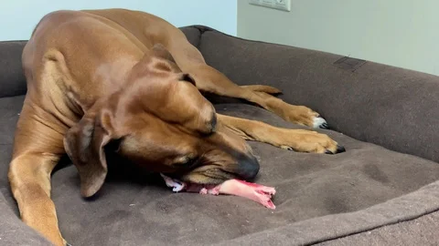 Dog eating raw meaty bone. Stock-Footage 129785821
