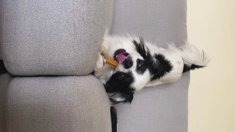 Dog eating a snack Stock Footage 246147355