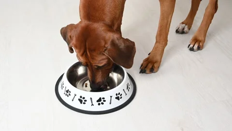 Dog eating up some kibble dried food from bowl. Close up view, white background Stock Footage 145498863