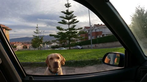 Dog eating through car window Stock Footage 140665217