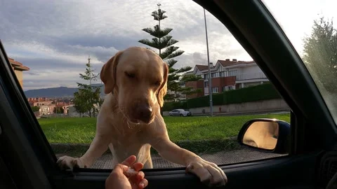 Dog eating through car window Stock Footage 140665368