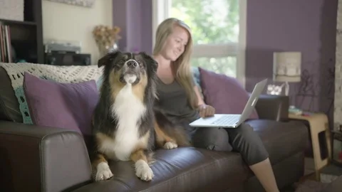 Dog eating a treat on the couch with owner Stock Footage