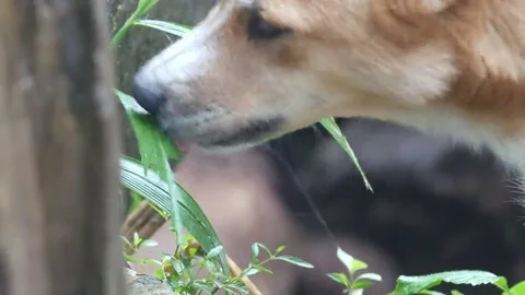 Dog is eating tree leaf Stock Footage 69296195